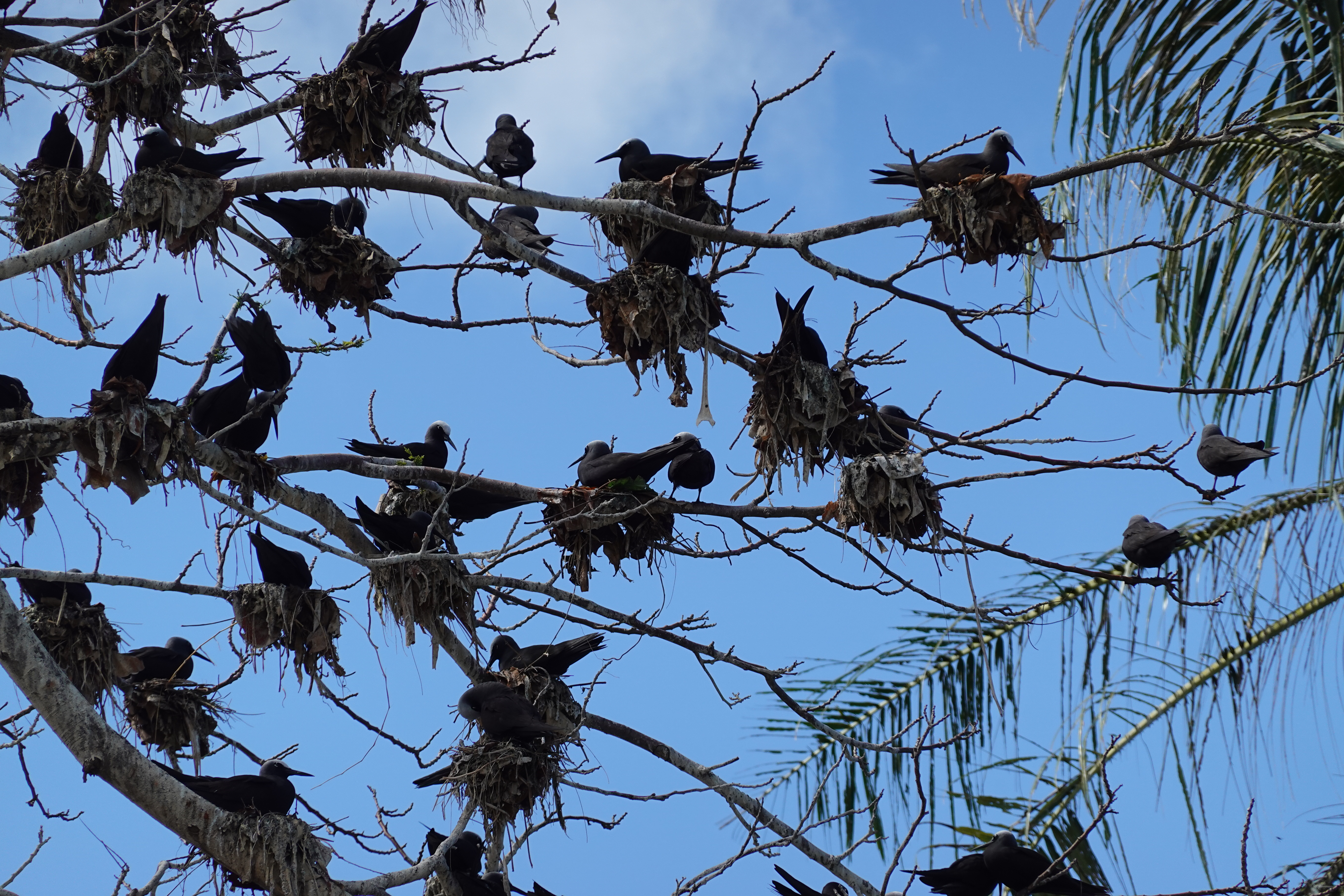 a zoomed in photo of several dark birds with white heads in a tree