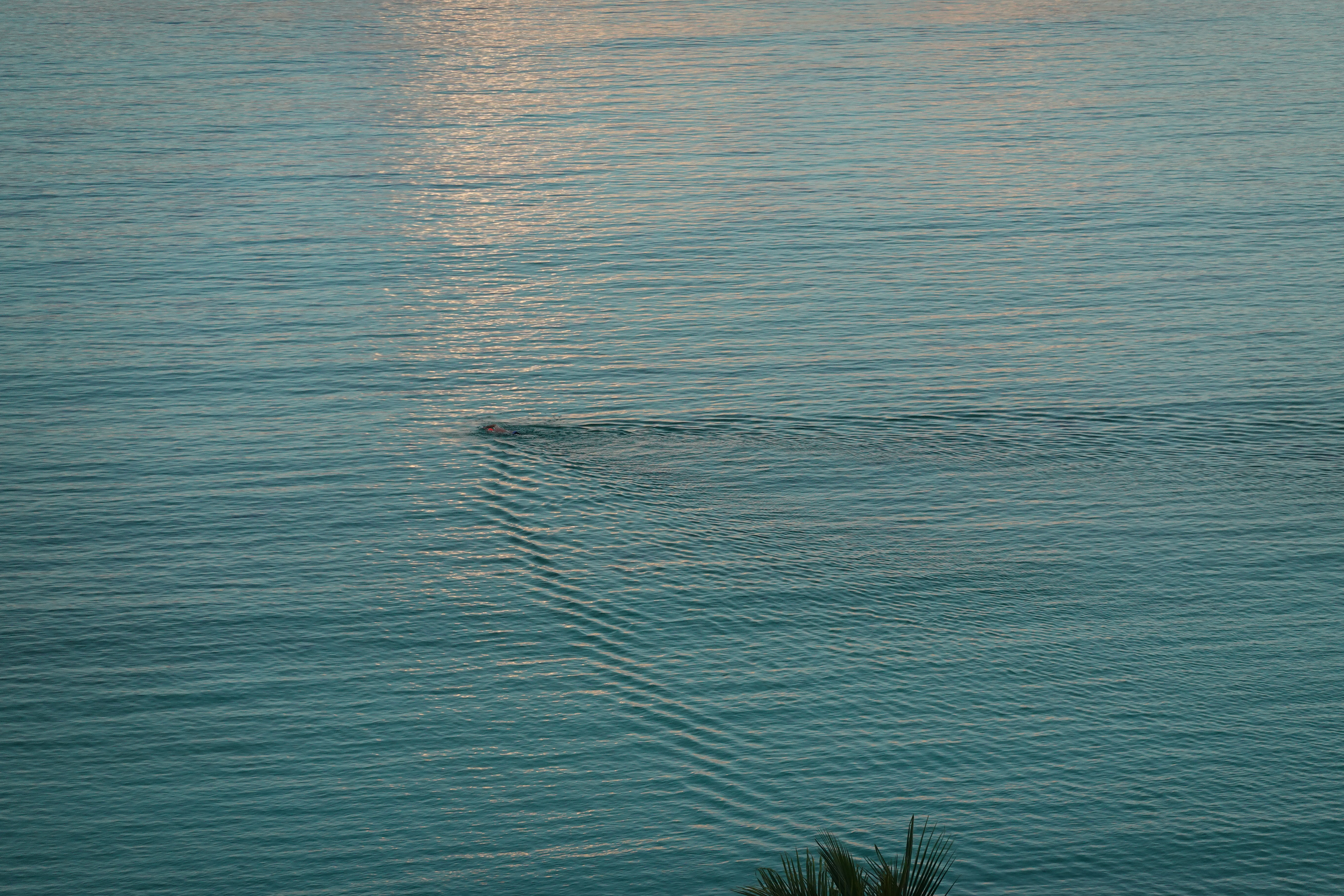 a zoomed in birds eye view photo of a swimmer in the ocean, leaving a wide wake behind them
